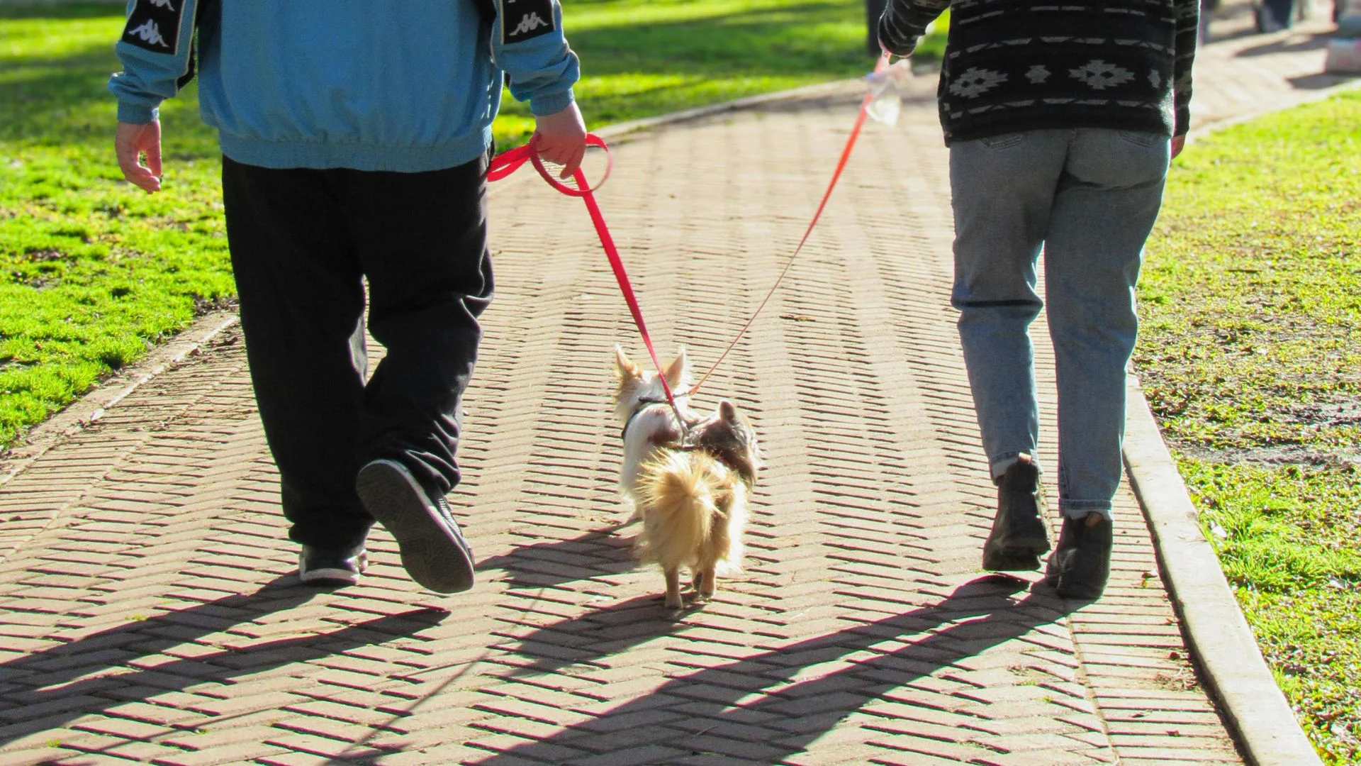Information to gather about a dog and its owner after a dog bite