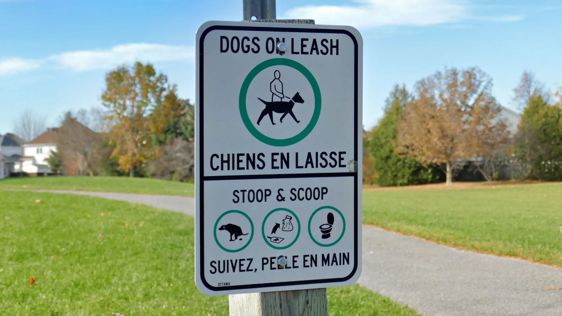 Why scarring and infection can matter after a dog bite